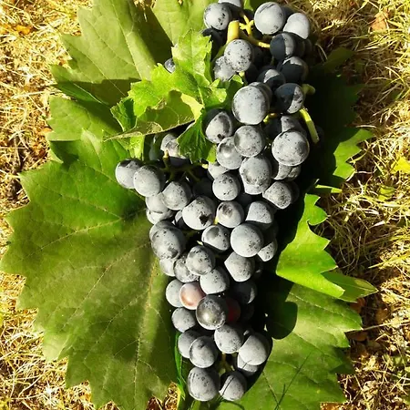 Casa Kuehn * Hackenheim